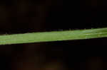 Sharpscale sedge